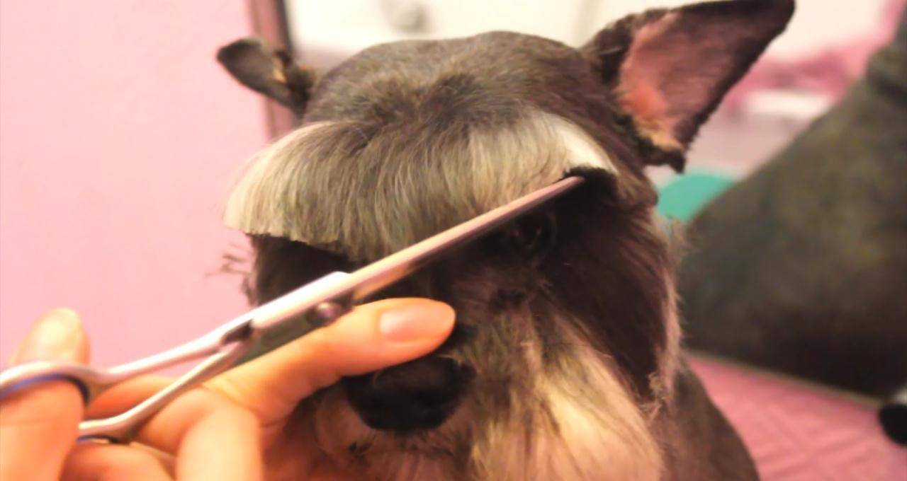Можно ли подстригать брови у собаки