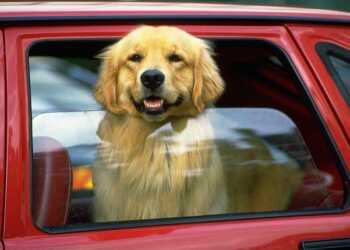 собака в автомобиле, автомобильная поездка с собакой, собака в машине, собака