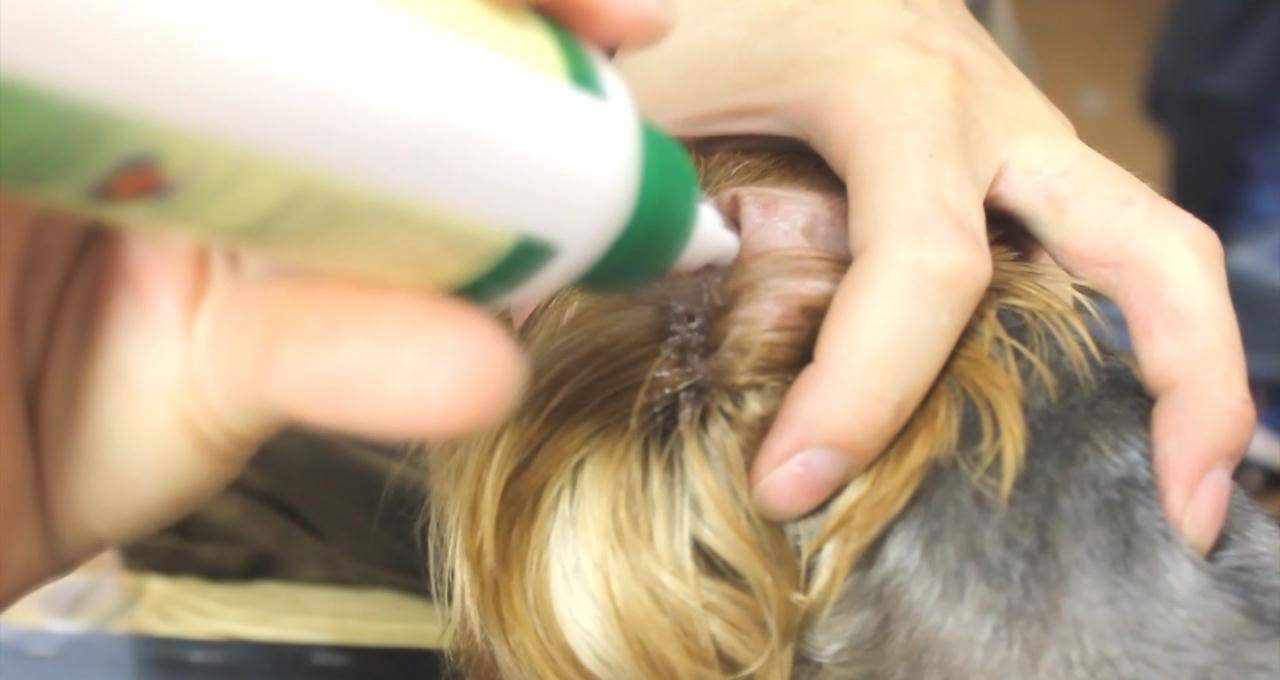 Как убрать волосы щенку йорка