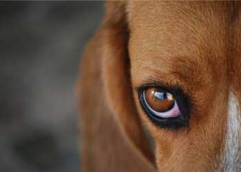 уход за глазами собаки, уход за ушами собаки, чистка ушей собак, чистка глаз у собак,