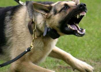 поведение собаки в конфликтной ситуации, как научить собаку защищать, как научить собаку охранять, дрессировочный курс «городская собака-телохранитель»