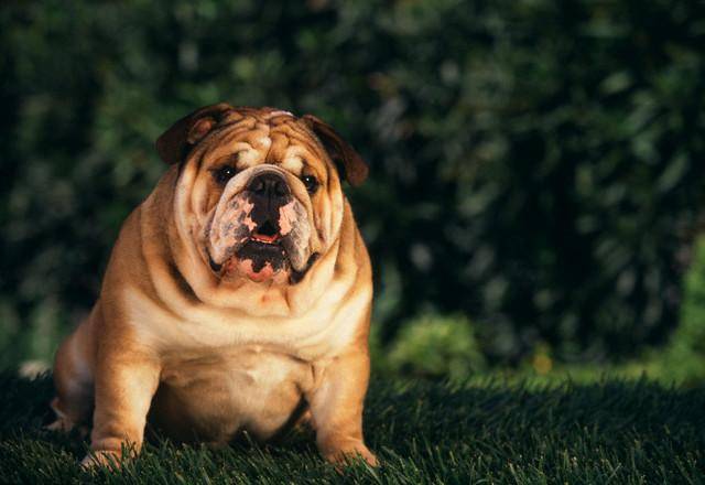 ожирение собак