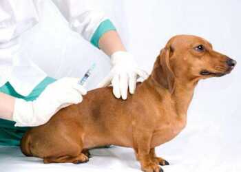 прививки собакам, вакцинация собак, прививка от бешенства