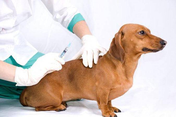 прививки собакам, вакцинация собак, прививка от бешенства