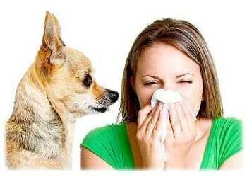 аллергия на собак, аллергологические пробы, правила при аллергии на собак