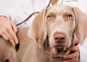 болезни печени у собак, гепатит у собак, острый гепатит ус обак, симптомы гепатита у собаки, лечение гепатита у собаки, цирроз печени у собак, симптомы цирроза печени у собаки, лечение цирроза пеени у собаки, ожирение печени у собак, липидоз у собак, симптомы липидоза у собаки, лечение липидоза у собаки
