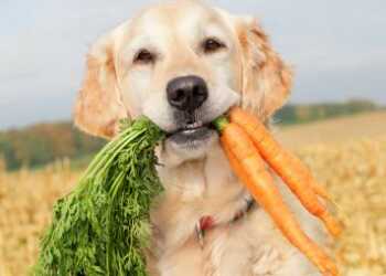 хозяин собаки вегетарианец, кормление собаки сухим кормом, собака и хозяин-вегетарианец