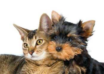 кот и собака, как подружить кошку с собакой, почему враждуют кошка с собакой, перемирие между кошкой и собакой, совместное содержание кошки и собаки