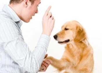воспитание собаки, как воспитать собаку, правила воспитания собаки, требования к воспитанной собаке