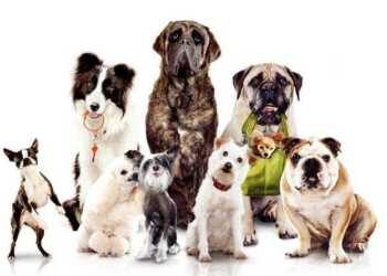 выбор породы собаки, поведенческие особенности собак, породы собак для жизни в семье, энергичные породы собак, породы собак-охранников