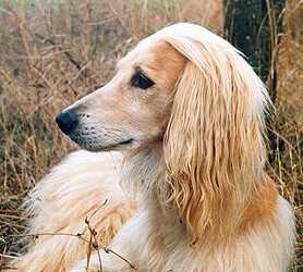 аборигенная собака, аборигенная афганская борзая, аборигенная кавказская овчарка, черты аборигенных собак, внешний вид аборигенных собак