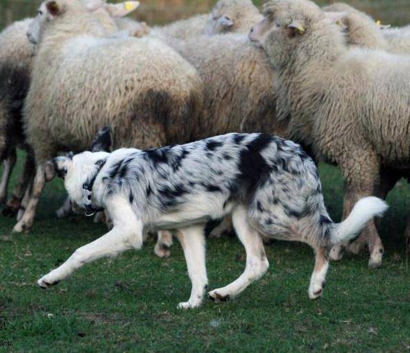 пастушьи собаки, пастушьи породы собак, собаки-пастухи, пастуший инстинкт у собак, охотничья стойка, инстинкт пастушьей работы, склонность к пастьбе у собаки, сильный взгляд у собаки