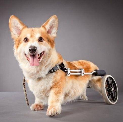 собаки-инвалиды, собака без лапы, собака без конечностей, уход за собакой без конечности, глухая собака, слепая собака, парализованная собака, уход за парализованной собакой, содержание глухой собаки, содержание слепой собаки