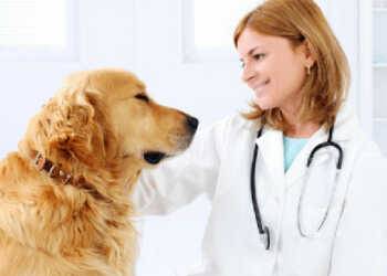 генетические заболевания у собак, наследственные заболевания у собак, дисплазия тазобедренного сустава, наследственная глухота, BAER-тест, PLL, первичный вывих хрусталика, тест на PLL, дископатия, смещение межпозвонковых дисков у собаки, миелография, выявление наследственных заболеваний у собаки