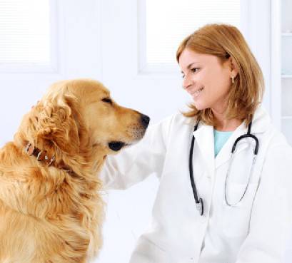 генетические заболевания у собак, наследственные заболевания у собак, дисплазия тазобедренного сустава, наследственная глухота, BAER-тест, PLL, первичный вывих хрусталика, тест на PLL, дископатия, смещение межпозвонковых дисков у собаки, миелография, выявление наследственных заболеваний у собаки