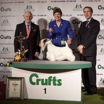 Крафт, crufts, выставка собак, шоу собак, участники Crufts, победители Crufts