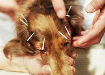 Нетрадиционная ветеринария, гомеопатия для собак, иглоукалывание для собак, компания "Хель", «Хель-вет», пиявки для собак, противопоказания к иглоукалыванию для собак