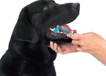 зубы собаки, уход за ротовой полостью собаки, как чистить зубы собаке, зубной камень у собаки, как убрать у собаки зубной камень, желтый налет на зубах у собаки, чем чистить собаке зубы, травмы зубов у собаки
