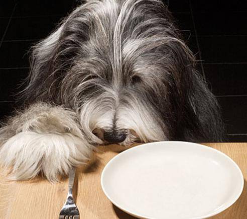 Натуральная пища для собак, полезно ли