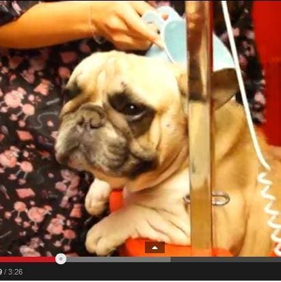 груминг французского бульдога, груминг бульдога видео, подготовка к выставке французского бульдога, подстричь когти собаке видео