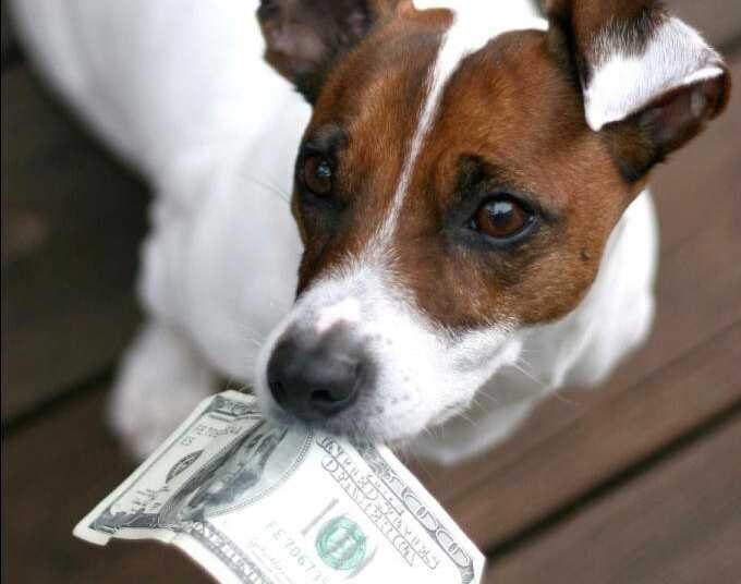 налог на животных, налог на собак, когда введут налог на собак, налог на собак в России, налог на собак в Германии, налог на собак в Испании, налог на животных в Европе