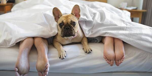 Как отучить собаку залезать на кровать?