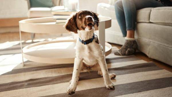 Почему собака ездит попой по полу и ковру - причины и лечение