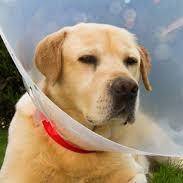 Accidental injuries in dogs