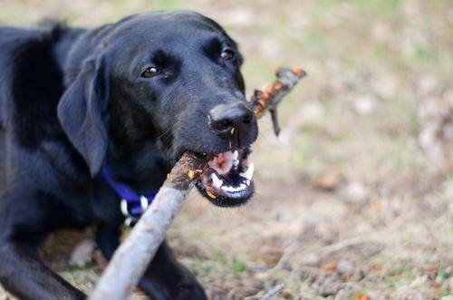 Собака-бобер или как бороться с поеданием палок