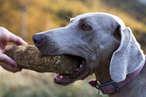 Собака-бобер или как бороться с поеданием палок