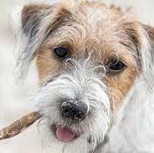 How to deal with stick eating in dogs