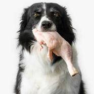 Mistakes in dog nutrition