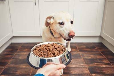 Собака отказывается от еды