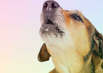 Why dogs howl - reasons how to wean