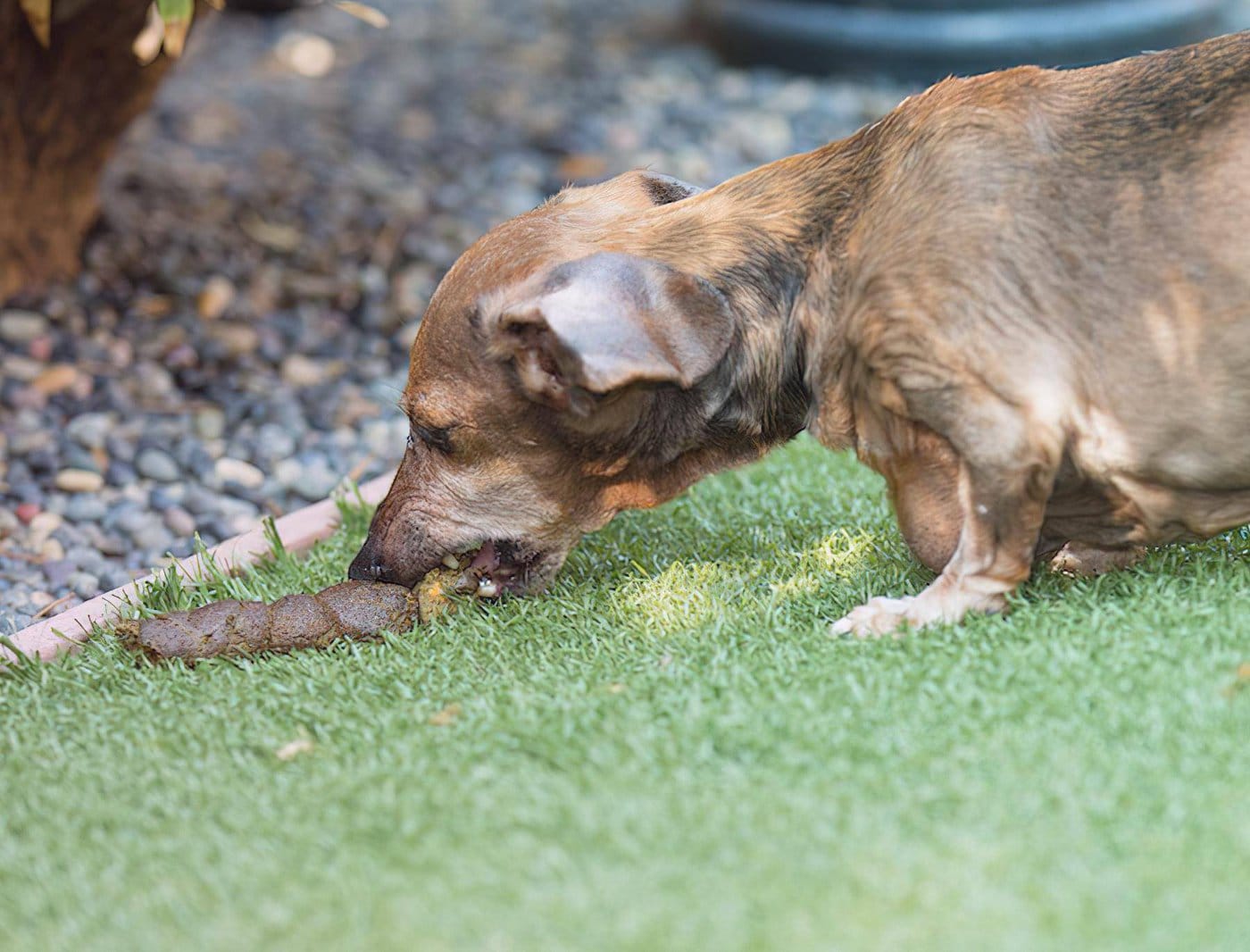 Почему собаки едят экскременты, что делать, чтобы отучить от копрофагии