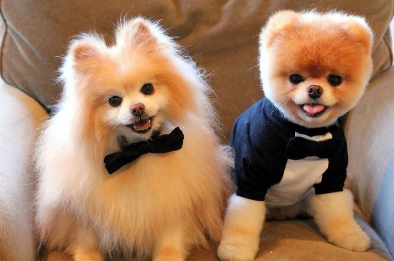 Маленькие породы собак: список лучших мини собачек с названиями и  фотографиями